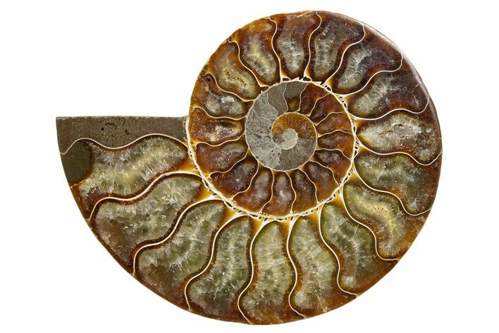 Cut & Polished Ammonite Fossil (Half) - Madagascar #345640